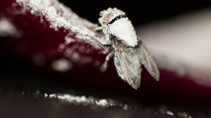 BREDED FLY 