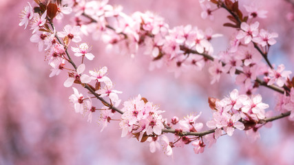 Blossoming of the Japanese cherry with pink tender flowers, natural spring floral background. Macro image with copy space suitable for wallpaper or greeting card