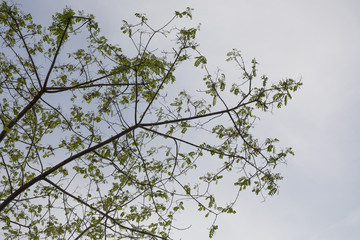 Green Tree Sky blue