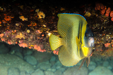 Fototapeta premium Reef fishes from the sea of cortez, mexico