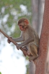 Monkey,  it is in the park at Thailand.
