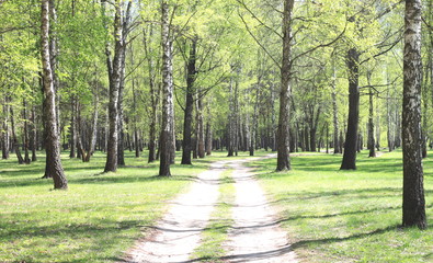 Fototapeta na wymiar White birch in summer in good weather in birch grove