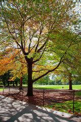 trees in Central Park New York