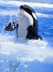 killer whale in water