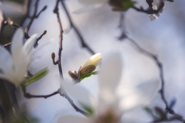 Blossoming of the magnolia kobus with beautiful white flowers, natural spring floral background. Macro image with copy space suitable for wallpaper or greeting card