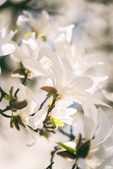 Blossoming of the magnolia kobus with beautiful white flowers, natural spring floral background. Vertical macro image with copy space suitable for wallpaper or greeting card