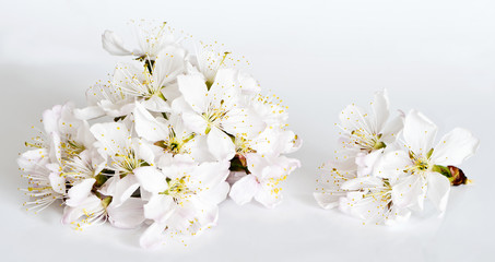 White cherry blossoms on light gray background