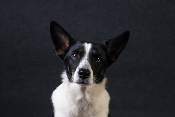 Mixed breed dog portrait