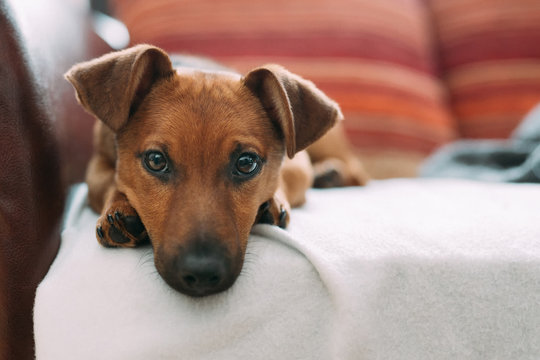 Little dog at home says sorry
