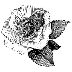 Obraz premium Wildflower rose flower in a vector style isolated. Full name of the plant: rose , rosa, hulthemia. Vector wildflower for background, texture, wrapper pattern, frame or border.