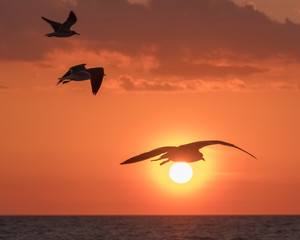 Fototapeta na wymiar Flying seagull shadows in sunset 