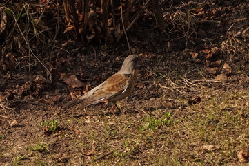 The bird is walking along the lawn