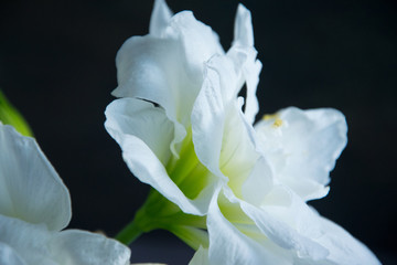 Obraz premium lightness and tenderness