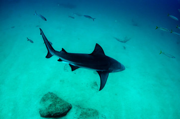 Fototapeta premium Bull Shark (Carcharhinus leucas). reefs of the Sea of Cortez, Pacific ocean. Cabo Pulmo, Baja California Sur, Mexico. 