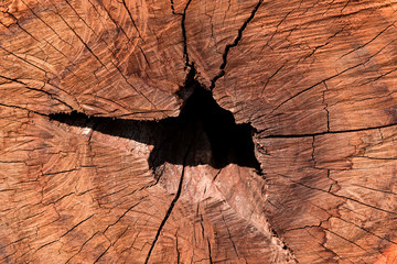 Close up view. Timber is cut with saw the hollow is in middle. And patterned cracks.