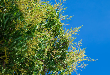 Mangifera indica L. Many small mango flowers are blossoming seasonal. Copy space the sky.