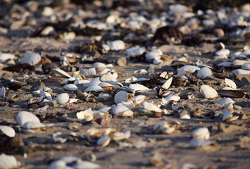 Ostseeküste im Winter mit Sturm und Eis