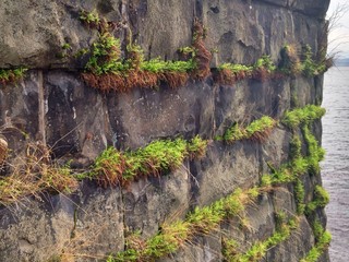 Moss Wall