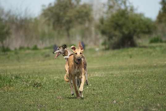 Happy greyhound/ galgo running on a field in aummer in Argentina