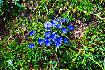 The blue flowers