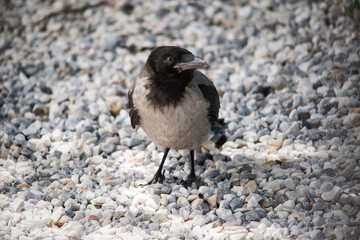 The hooded crow