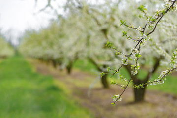 Garden with majestically blossoming large trees on a fresh green lawn