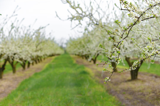 Garden with majestically blossoming large trees on a fresh green lawn