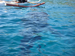 Whale Shark Under Kayak