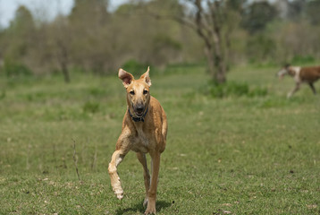 Happy greyhound/ galgo running on a field in aummer in Argentina