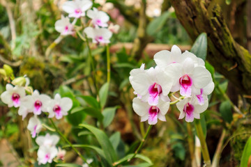 Obraz na płótnie Canvas Fresh natural Orchids flower close up at the garden