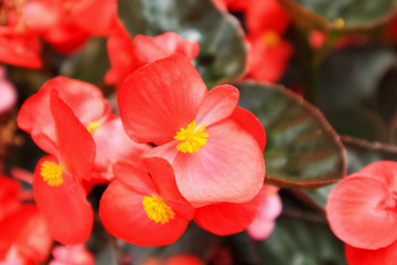 Obraz premium red begonia flower in garden