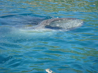 Fototapeta premium Whale Shark