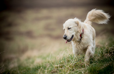 The playing Golden Retriever
