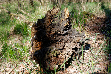 Wooden stump in spring forest, good for meditation and mind cleaning