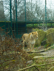 female Asiatic lion with trees on the background