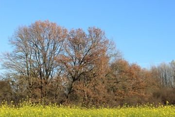 Obraz premium Rapsrand