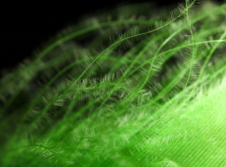 Green feather as an abstract background