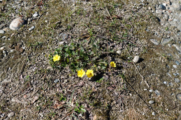 Obraz premium Spring flowers in fresh forest, good for meditation and mind cleaning