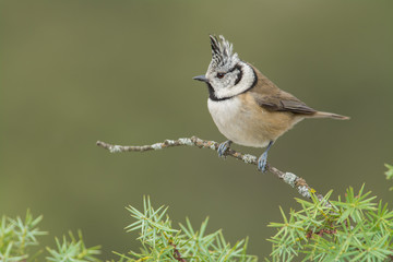 Cool bird with a crest perched on a branch with some narrowed leaves. Soft cloudy light and blurred background.