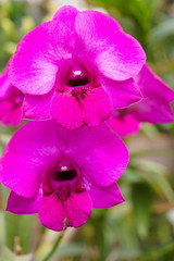 Fresh natural Orchids flower close up at the garden