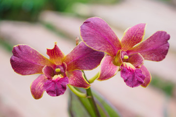 Fototapeta na wymiar Fresh natural Orchids flower close up at the garden