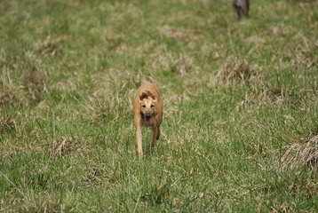Happy greyhound/ galgo running on a field in aummer in Argentina