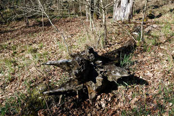 Wooden stump in spring forest, good for meditation and mind cleaning