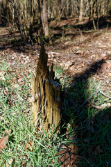Wooden stump in spring forest, good for meditation and mind cleaning