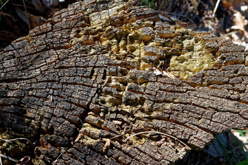 Wooden stump in spring forest, good for meditation and mind cleaning