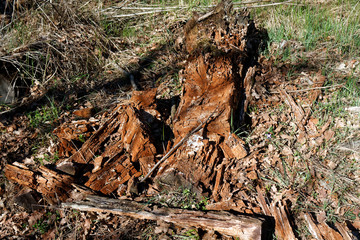Wooden stump in spring forest, good for meditation and mind cleaning