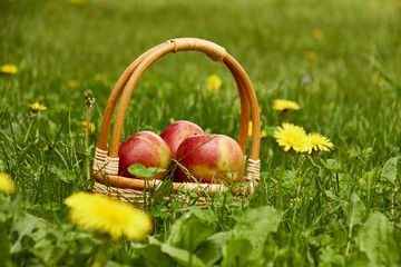 Basket with Apples./Dandelion, Flower, Meadow, Apple - Fruit, Basket