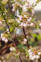 Blueberry flowers