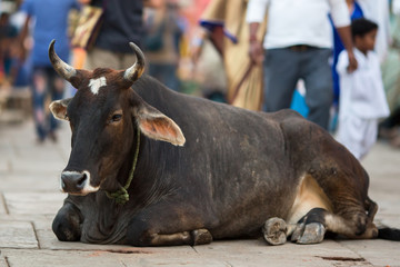Cow lies in the middle of the busy streets of the Indian city.