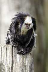 white-headed marmoset